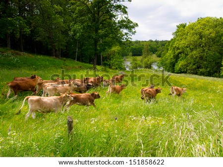Happy cows running in meadow