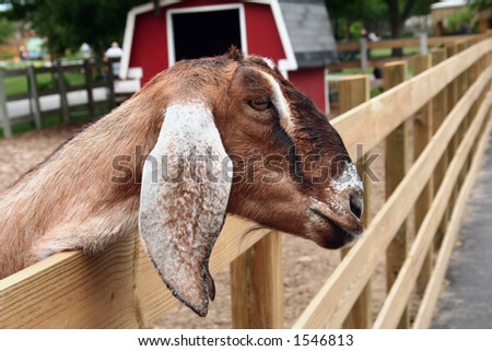 Goat face at Pet Farm