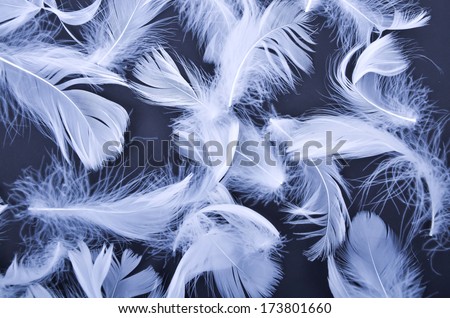 White feather of bird for background
