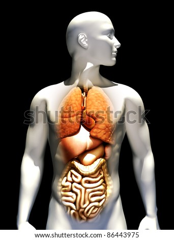 Human male illustration with emphasis on the lungs liver heart stomach and intestines.Female version also available Part of a medical series Human male illustration with emphasis on the lungs liver heart stomach and intestines.Female version also available Part of a medical series