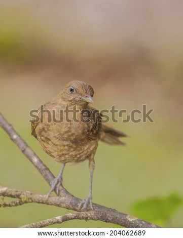Juvenile clay colored thrush, also known as a \