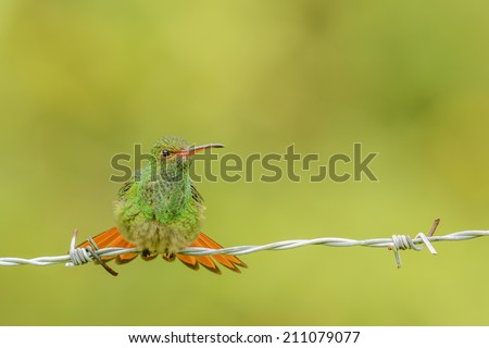 Rufous tailed hummingbird perching on a barbed wire fence.