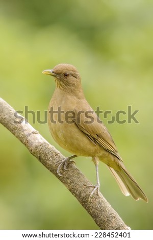 The Clay-colored Thrush or Yiguirro is the national bird of Costa Rica.