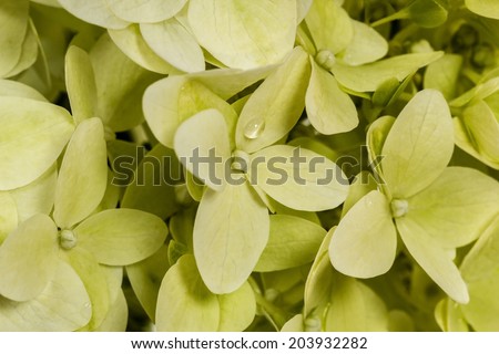 Background of flowers hydrangeas paniculata, lat.Hydrangea paniculata