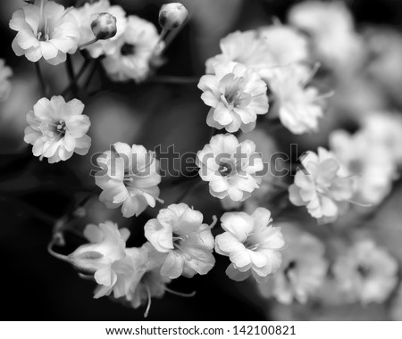 black and white flowers, baby\'s breath
