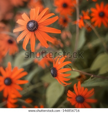 Photo of daisies, Black Eyed Susan flower design