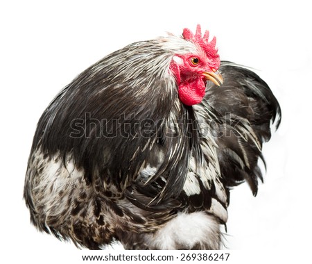 Rooster isolated over white