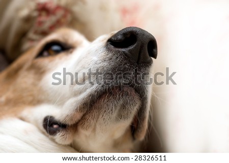 close up shot of Basset Hound Dogs Nose