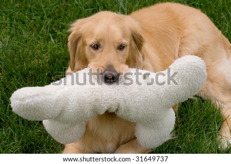 funny shot of golden retriever with giant bone toy in mouth