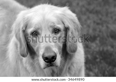 Black And White Photo Of Golden Retriever Dog - 34649890 : Shutterstock