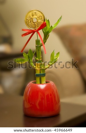 Lucky Bamboo Plant with Lucky Coin, in Home