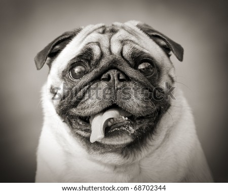 funny black and white photo of a little Pug dog