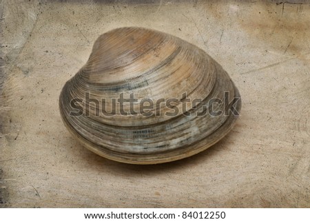 photograph of cool single clam, with art texture