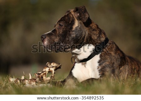 Amstaff puppy eating on a big bone