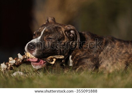American staffordshire terrier puppy eating on a big bone