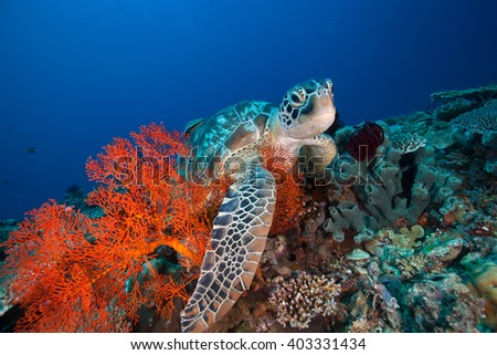 Sea Turtle and Sea Fan