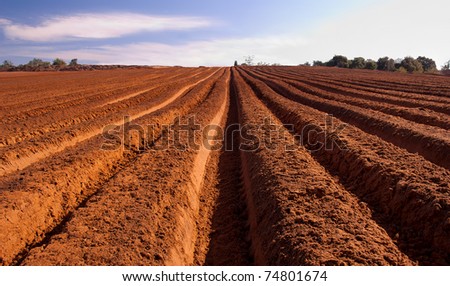 Fresh tilth - arable land with furrows going to horizon under blue sky