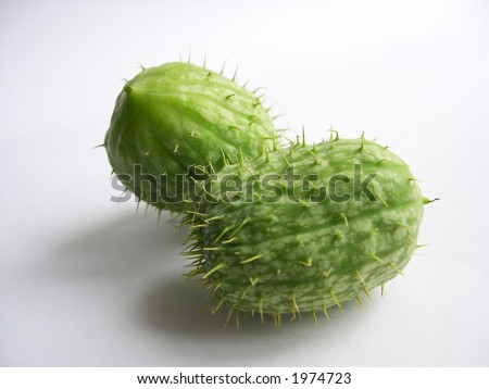 Beautiful green cactuses on a white background