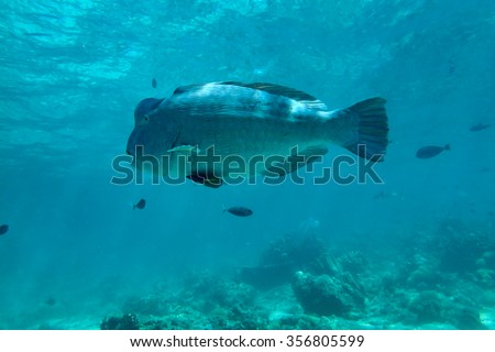 Humphead Wrasse fish or Napoleon fish seen swimming in a tropical climate ocean