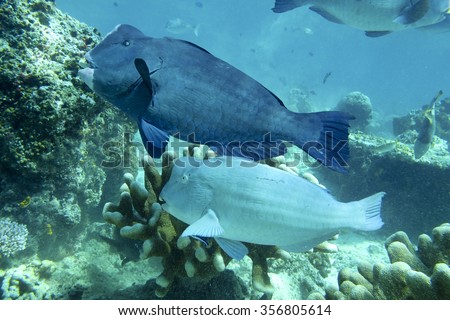 Humphead Wrasse fish or Napoleon fish seen swimming in a tropical climate ocean