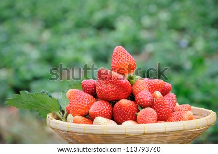 Organic strawberries in basket against green strawberry field background.