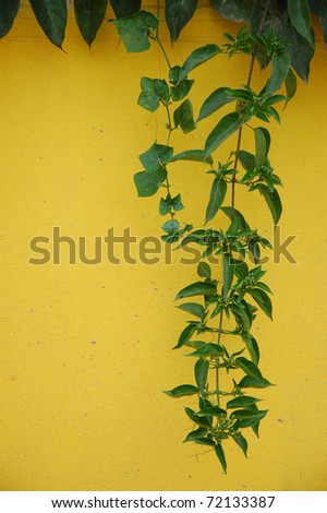 Creeper plant on yellow wall