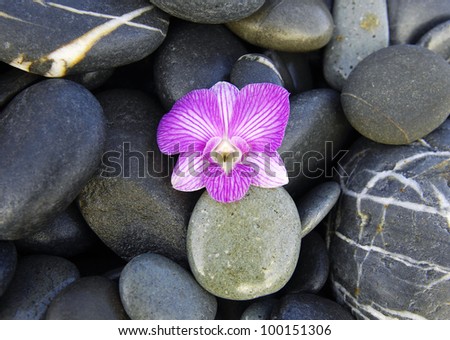 Beautiful orchids, black stones, wet stones