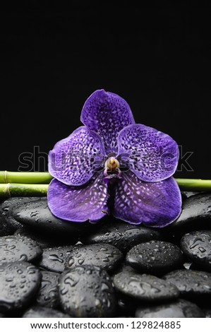 beautiful orchid with bamboo grove on pebble in water drops