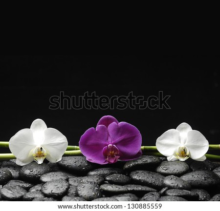 Two white and red orchid with bamboo grove on pebble in water drops