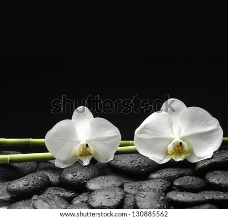 Two white orchid with bamboo grove on pebble in water drops