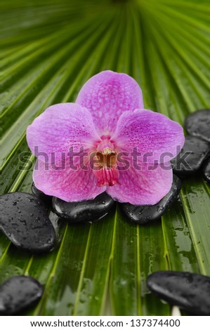 Red orchid with wet spa stones on palm leaf texture