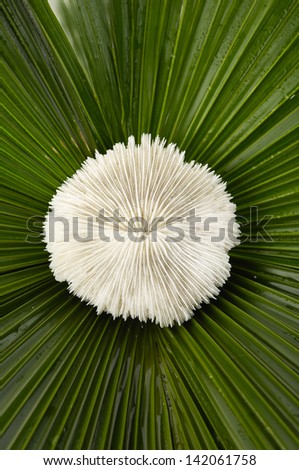 Sea shell with palm leaf detail