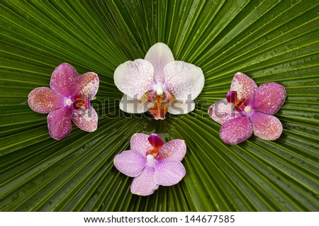 Three pink and white orchid on palm leaf background