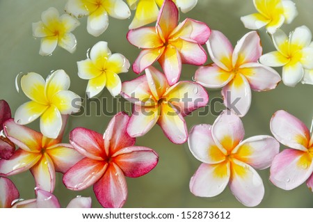 concept for tropical vacation -Many frangipani in water
