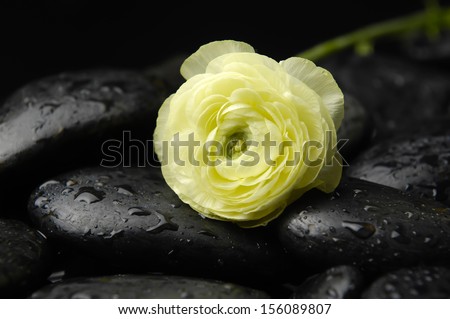 Set of white ranunculus with leaf on wet zen stones