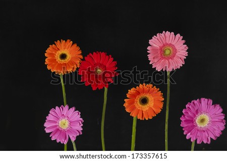 Six flowers isolated on black background