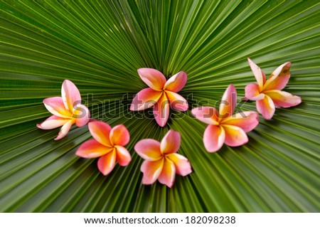 Six plumeria and palm leaf background