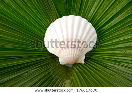 Palm Frond texture and scallops shell (See Pectinidae)