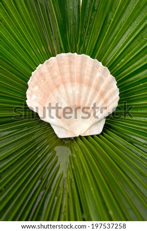 Palm texture and scallops shell (See Pectinidae)