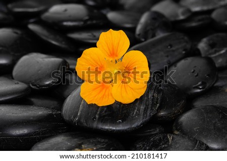 Orange orchid flower with leaf on black stones
