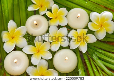 Many White frangipani with white candle and wet palm leaf texture