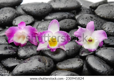 Three pink orchid on wet stones