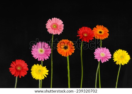 Set of colorful Gerbera flower with stem isolated on black background