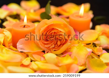 Rose with many rose petals with two candle-black background