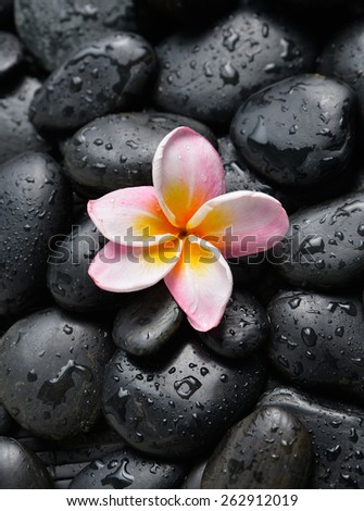 Plumeria flowers on wet black stones background