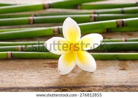 frangipani with thin bamboo grove-old wood