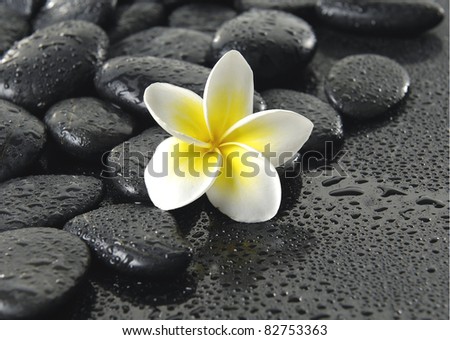 single frangipani flower on black peddles in water drops as background