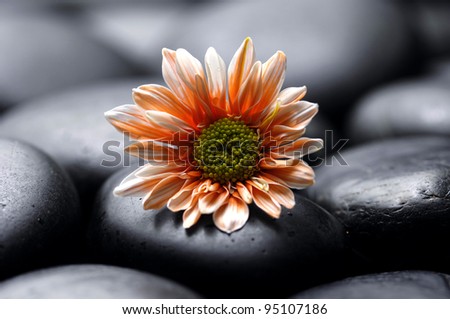daisy flowers on black stones background showing health and wellness concept