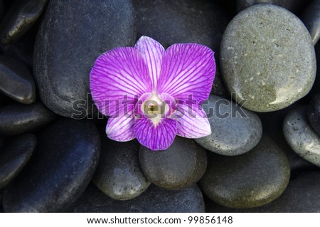 Beautiful orchids, black stones, wet stones