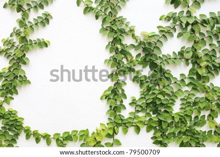 climber plant on the white wall
